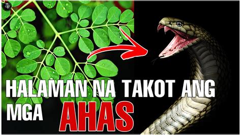 Ahas na Walang Lungga .
